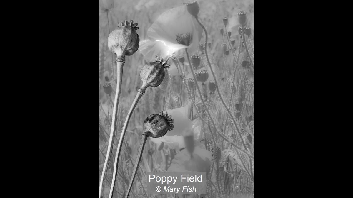 06_Poppy Field_Mary Fish